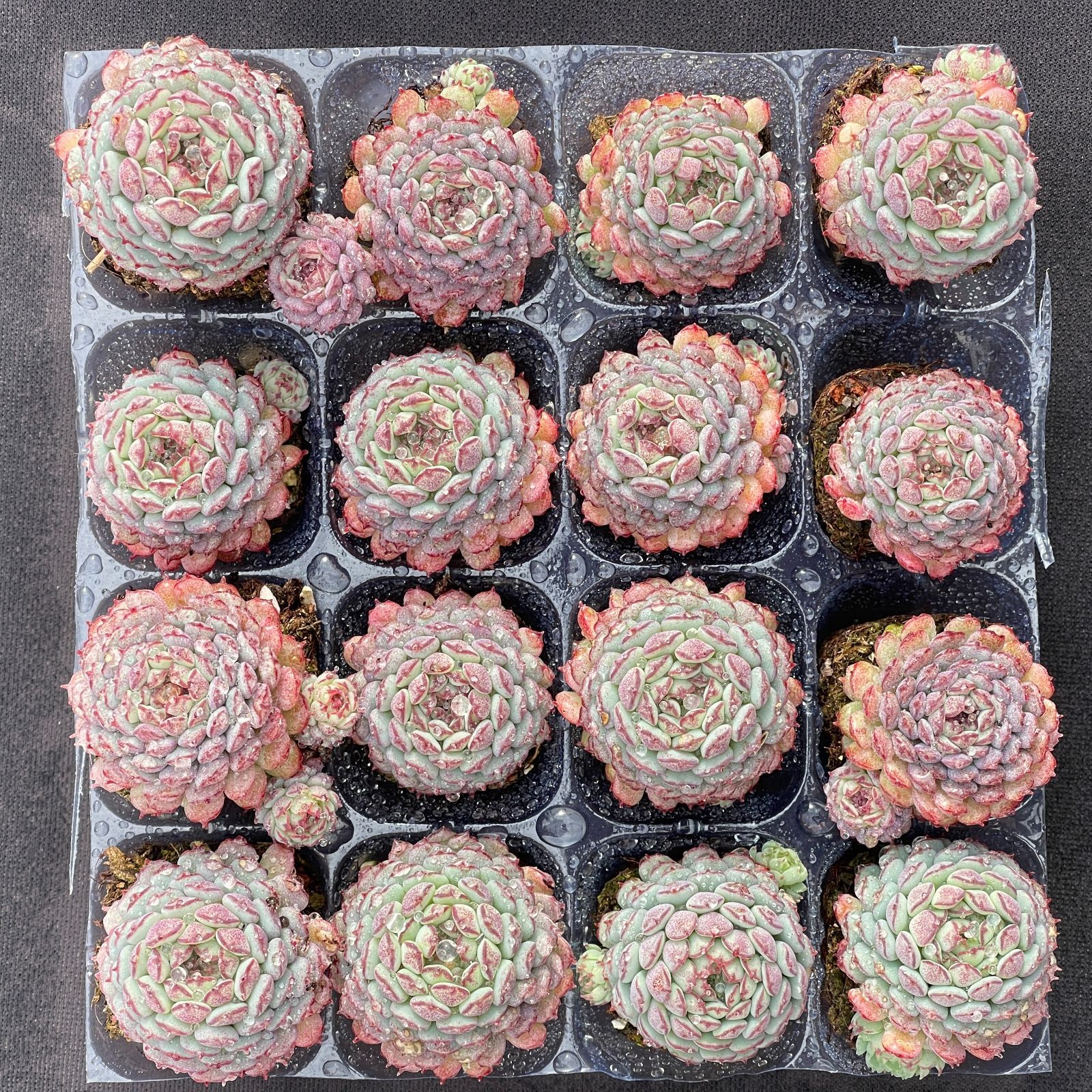 初心者向け MZ4 ヴィンセント・カトー 16苗セット 多肉植物 エケベリア