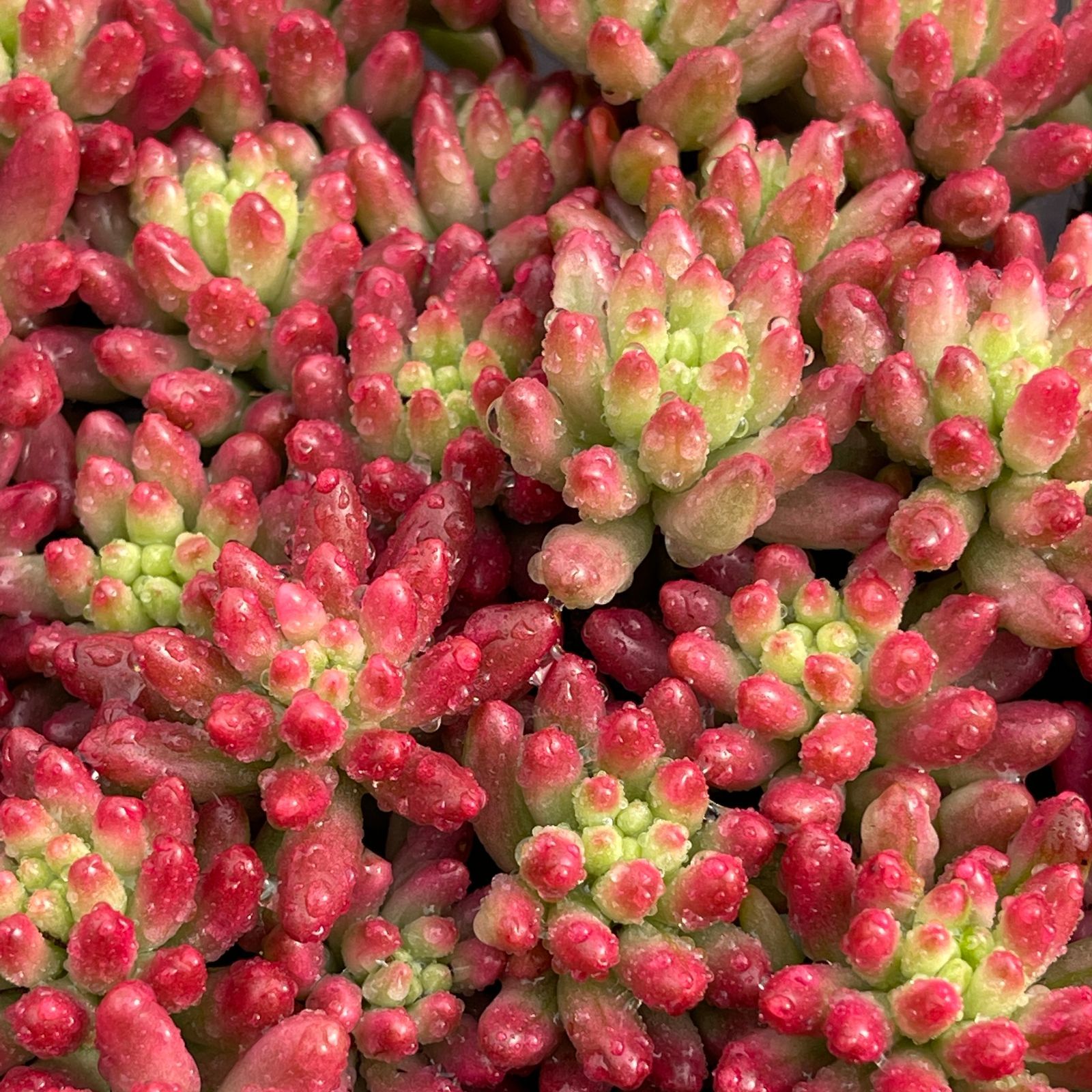 初心者向け MZ5 虹の玉錦 16苗セット 多肉植物 セダム 第四種郵便にて