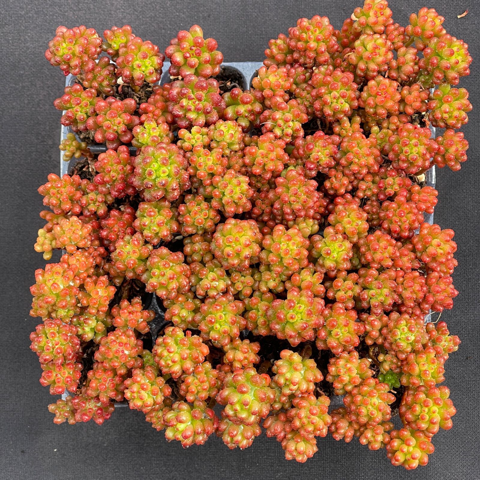 初心者向け MZ6 レッドベリー 16苗セット 多肉植物 セダム 第四種郵便