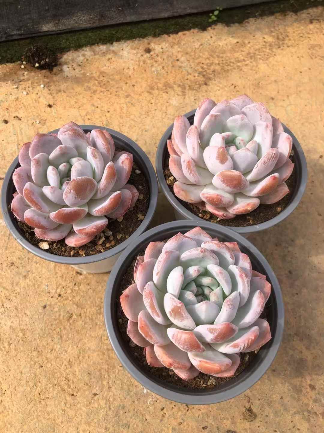 オープン記念セール オレンジモンロー 30株 抜き苗 美苗 エケベリア