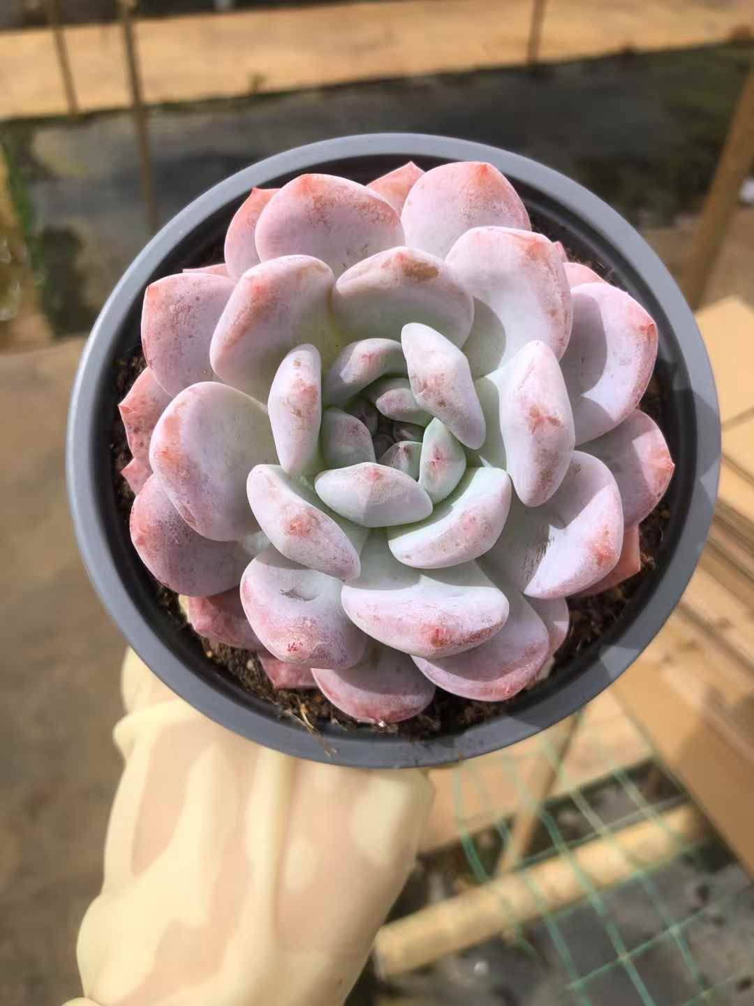 多肉植物　オレンジモンロー オレンジモンロー – 多肉植物の通販・販売サイト tawawa