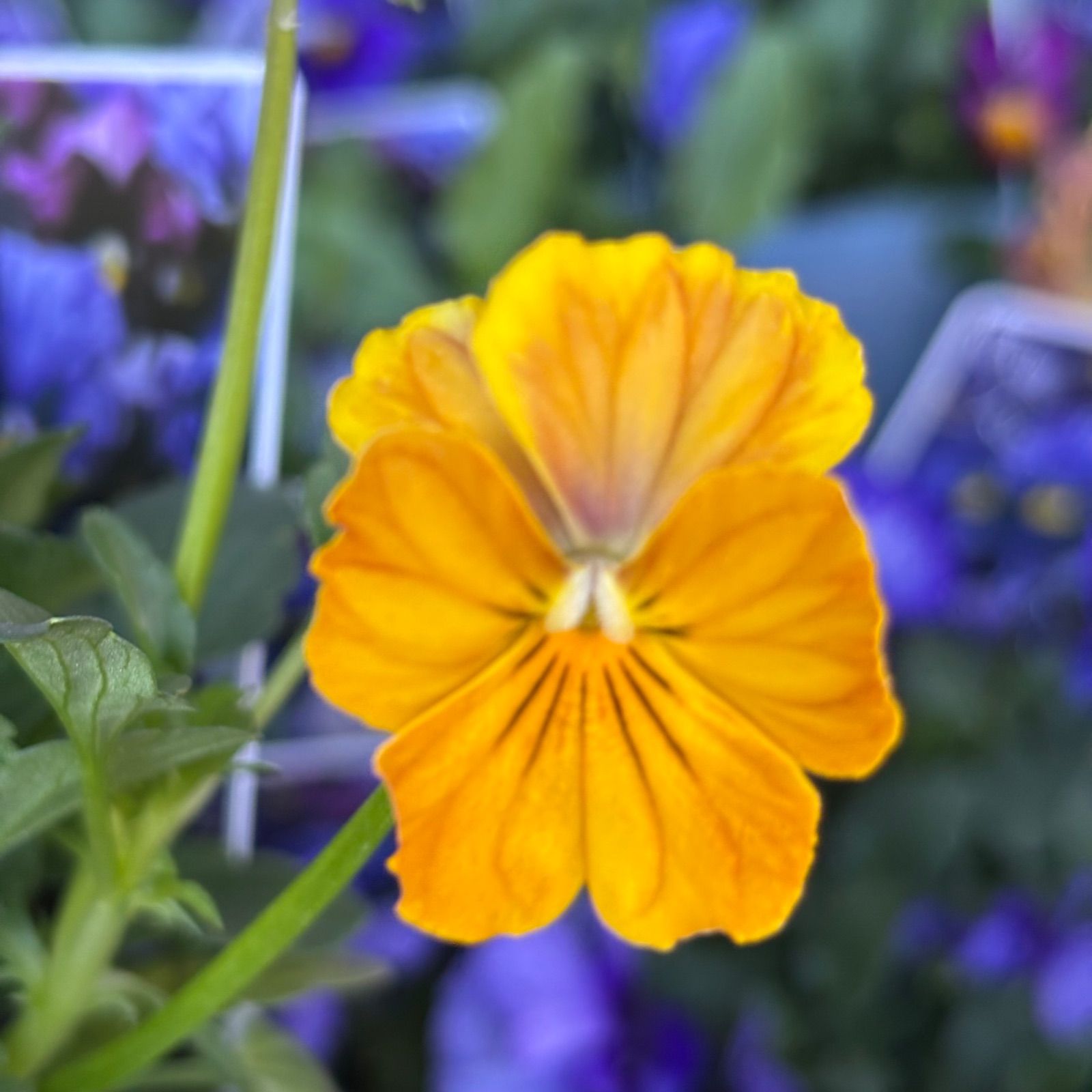 ビオラ 歌劇スター 花色おまかせ 8株 3号ポット苗 - メルカリ