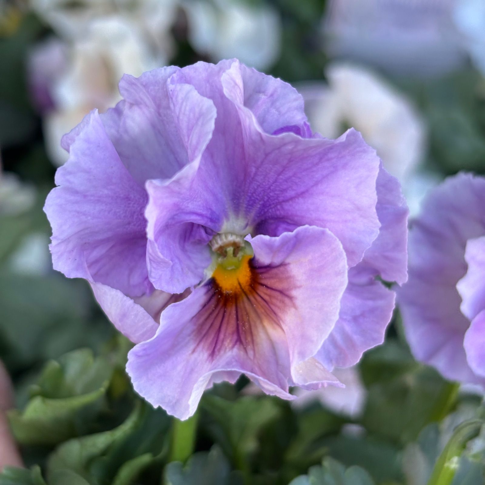 ビオラ アイクルール 花色おまかせ 5株 3.5号ポット苗 - メルカリ