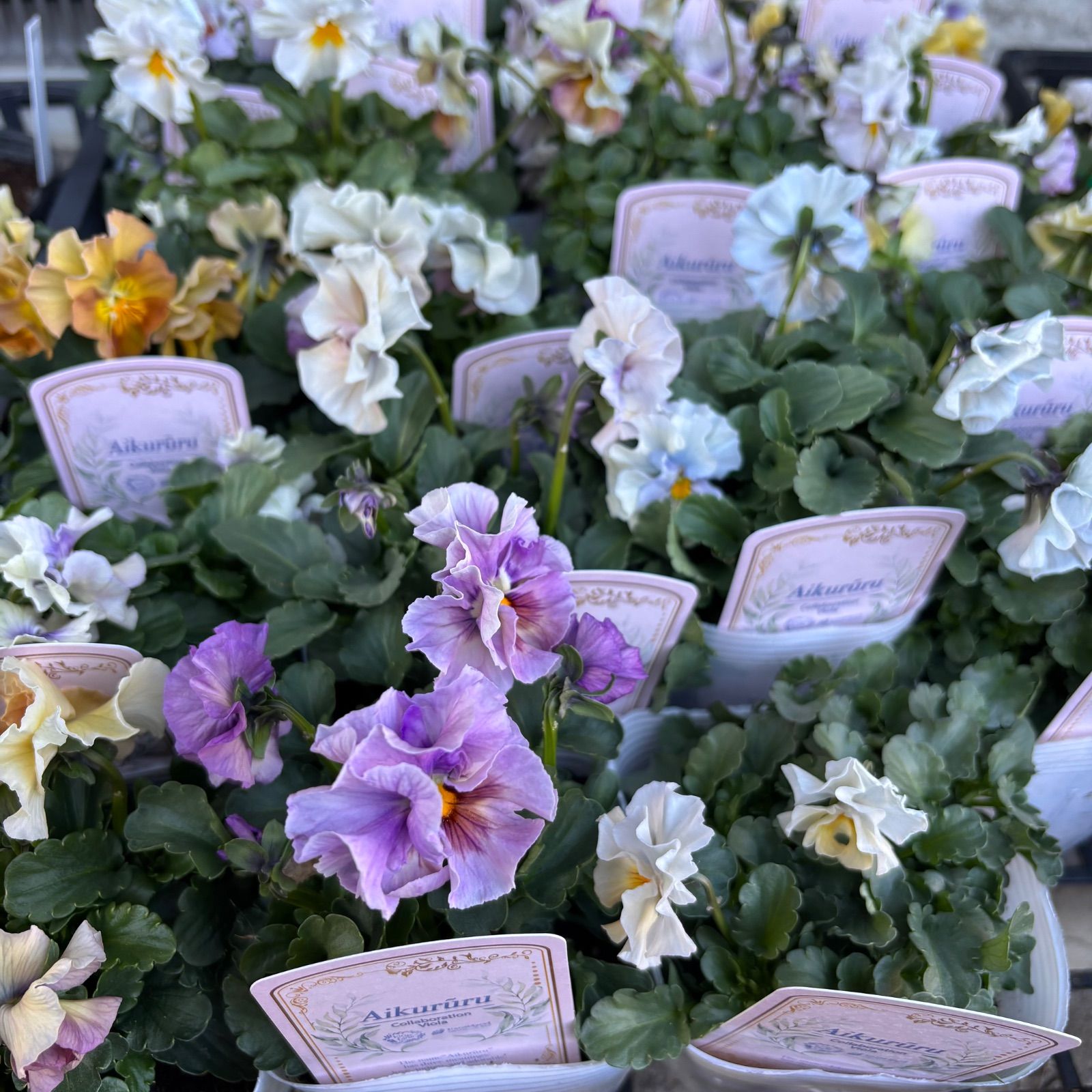 ビオラ アイクルール 花色おまかせ 5株 3.5号ポット苗 - メルカリ