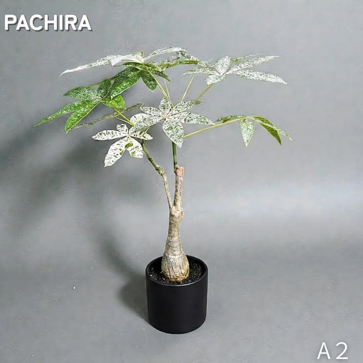 パキラ ミルキーウェイ｜2箇所接木｜約75cm｜6号鉢｜無機質用土｜A2