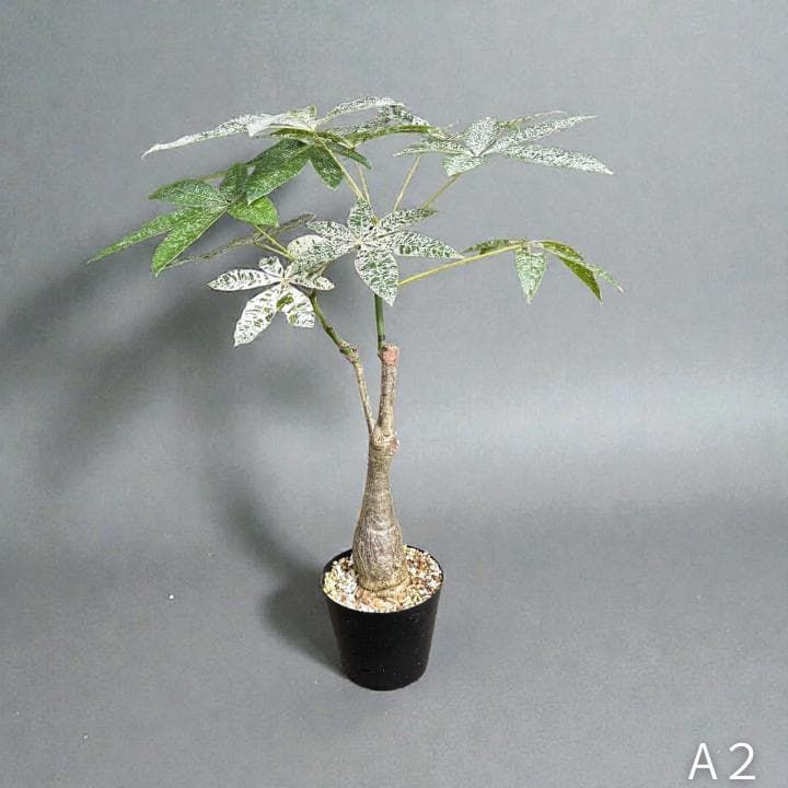 パキラ ミルキーウェイ｜2箇所接木｜約75cm｜6号鉢｜無機質用土｜A2