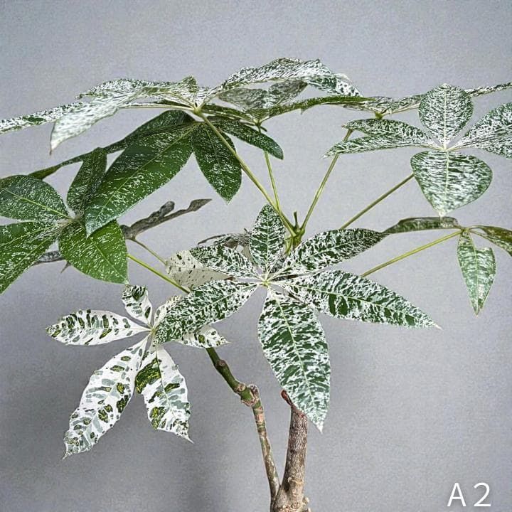 パキラ ミルキーウェイ｜2箇所接木｜約75cm｜6号鉢｜無機質用土｜A2 割引