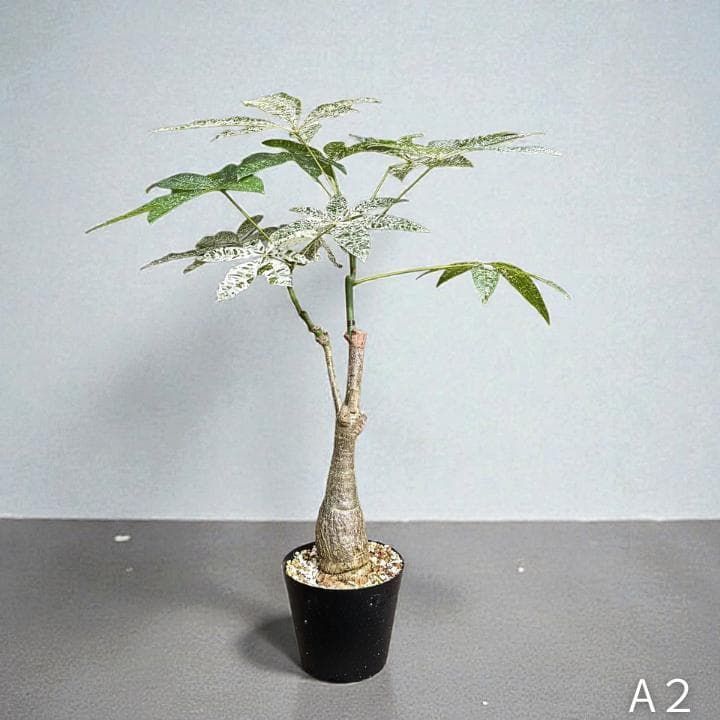 パキラ ミルキーウェイ｜2箇所接木｜約75cm｜6号鉢｜無機質用土｜A2