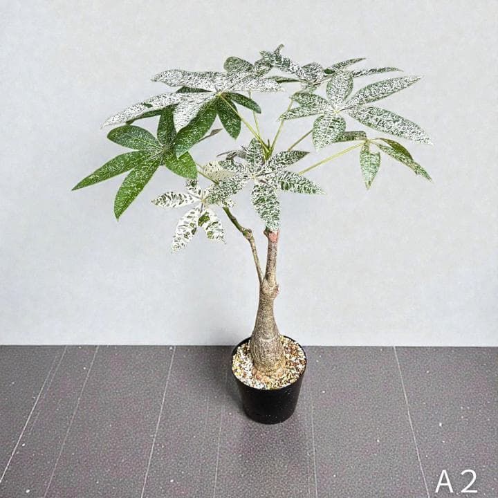 パキラ ミルキーウェイ｜2箇所接木｜約75cm｜6号鉢｜無機質用土｜A2