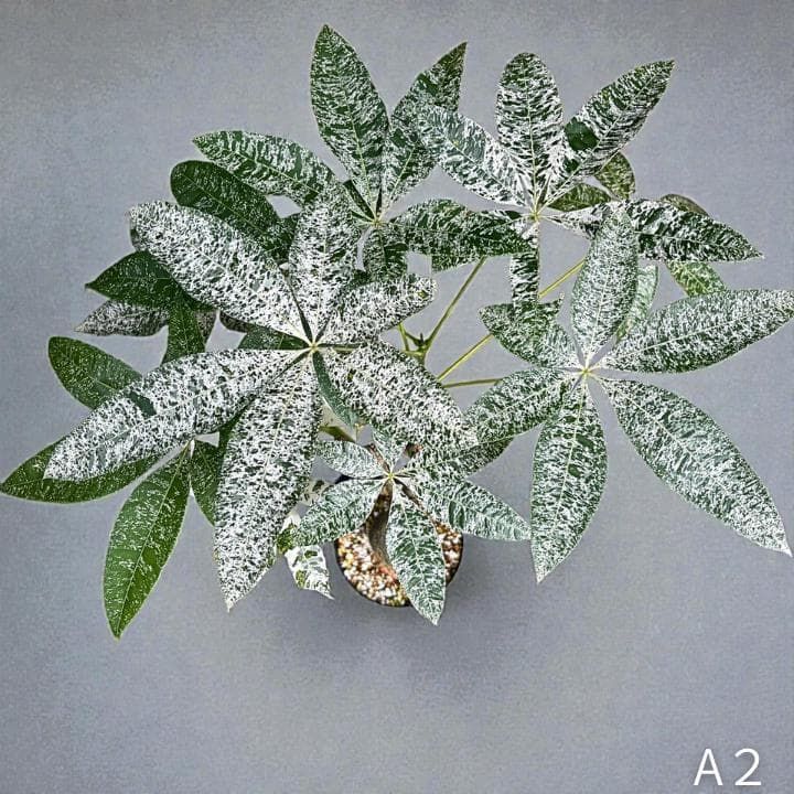 パキラ ミルキーウェイ｜2箇所接木｜約75cm｜6号鉢｜無機質用土｜A2