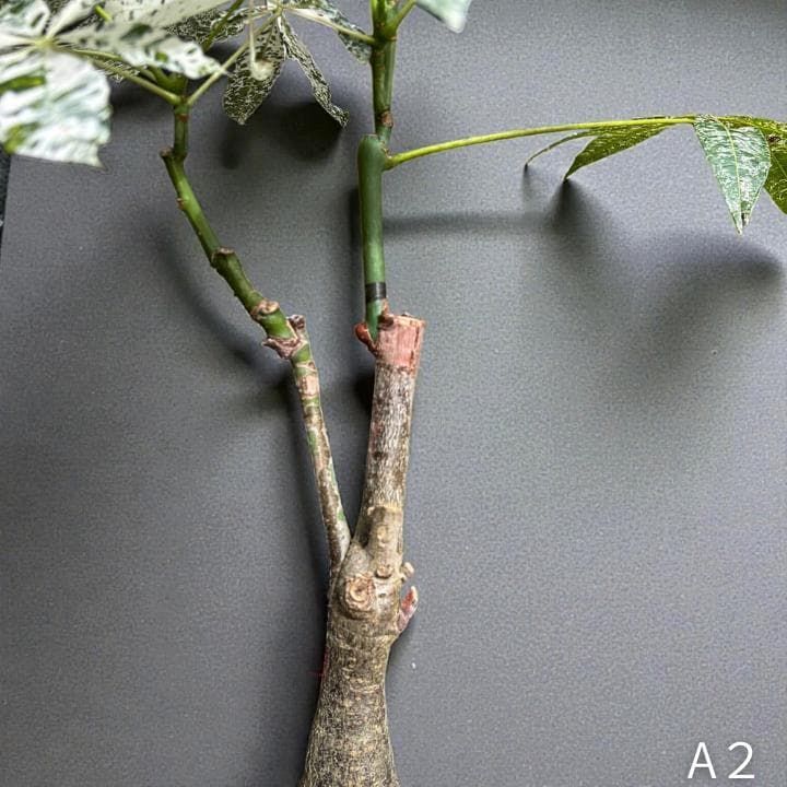 パキラ ミルキーウェイ｜2箇所接木｜約75cm｜6号鉢｜無機質用土｜A2