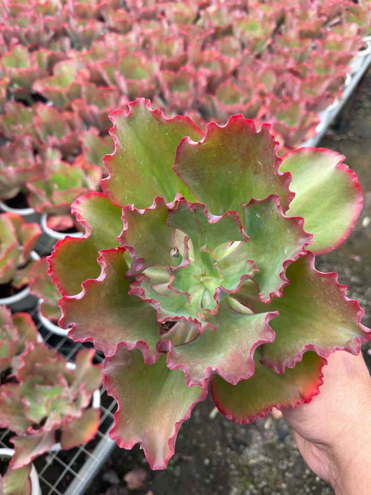 新規オープン記念 ディックライト 12株 多肉植物 抜き苗 エケベリア セダム アエオニウム 韓国苗 寄せ植え 詰め合わせ ZAN 3