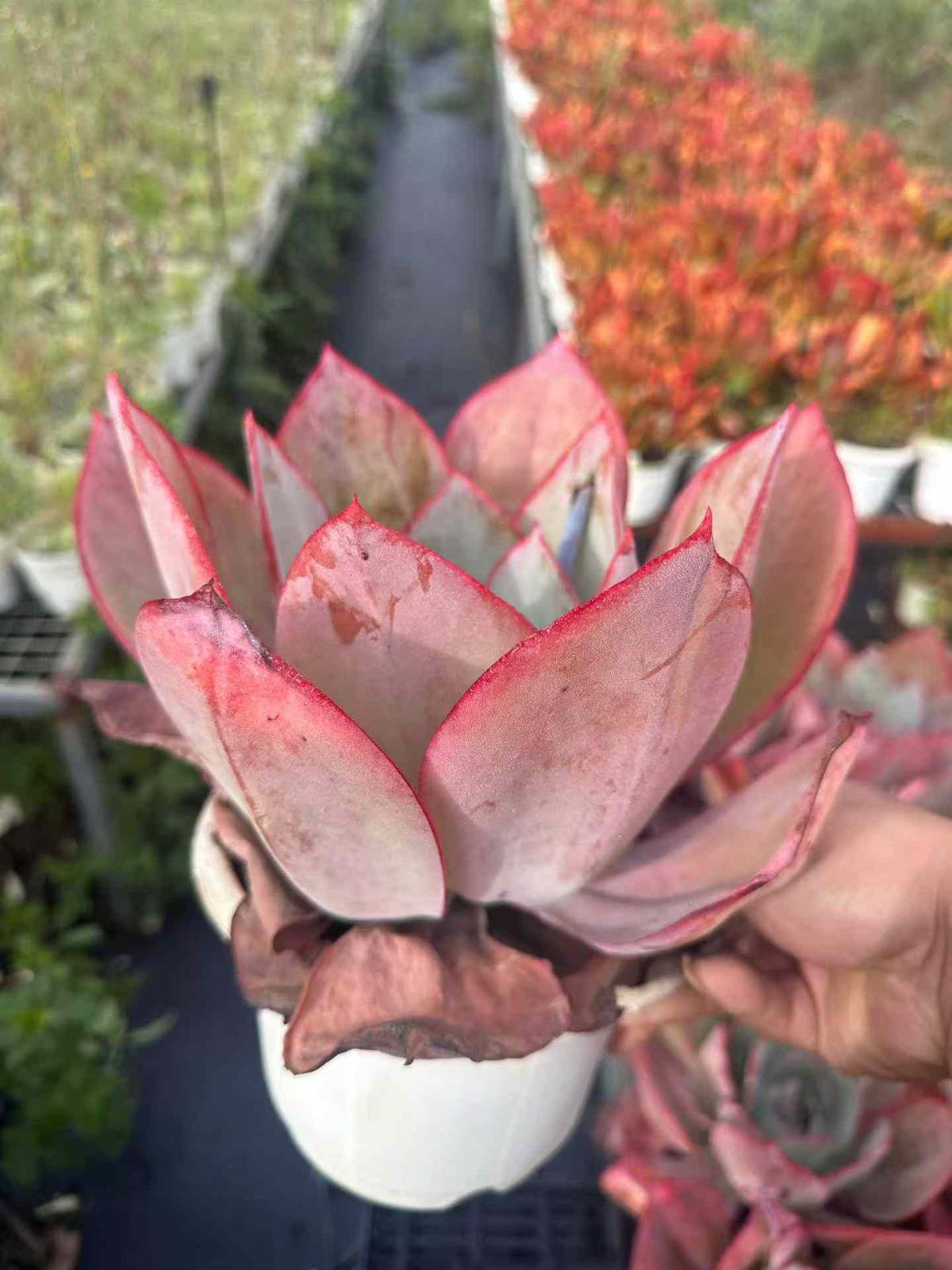 Top【選抜株】多肉植物　264183アエオニウム　レッドフジ　63個　鉢無し SKL1405×18株 レッドグビジン 多肉植物 アエオニウム エケベリア
