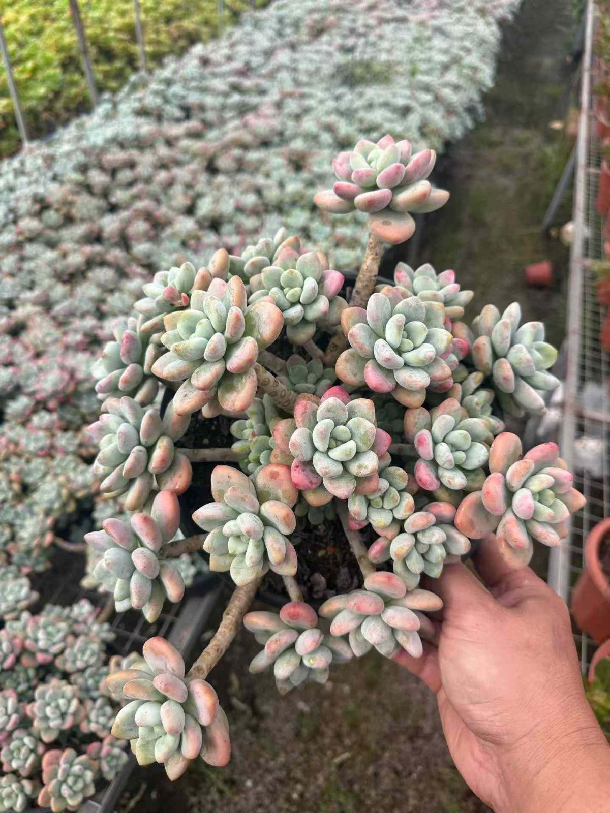 新規オープン記念 ローシン 6株 多肉植物 抜き苗 エケベリア セダム アエオニウム 韓国苗 寄せ植え 詰め合わせ ZAN 24