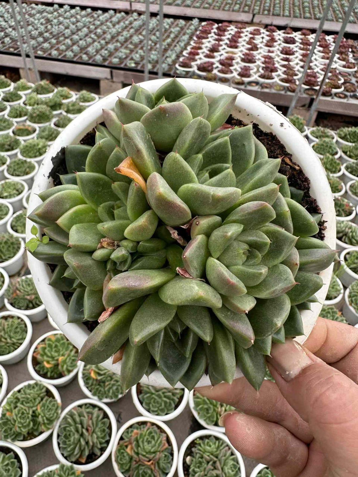 新規オープン記念 グリーン クォーツ×12株 多肉植物 抜き苗 エケベリア セダム アエオニウム 韓国苗 寄せ植え 詰め合わせ ZAN 6