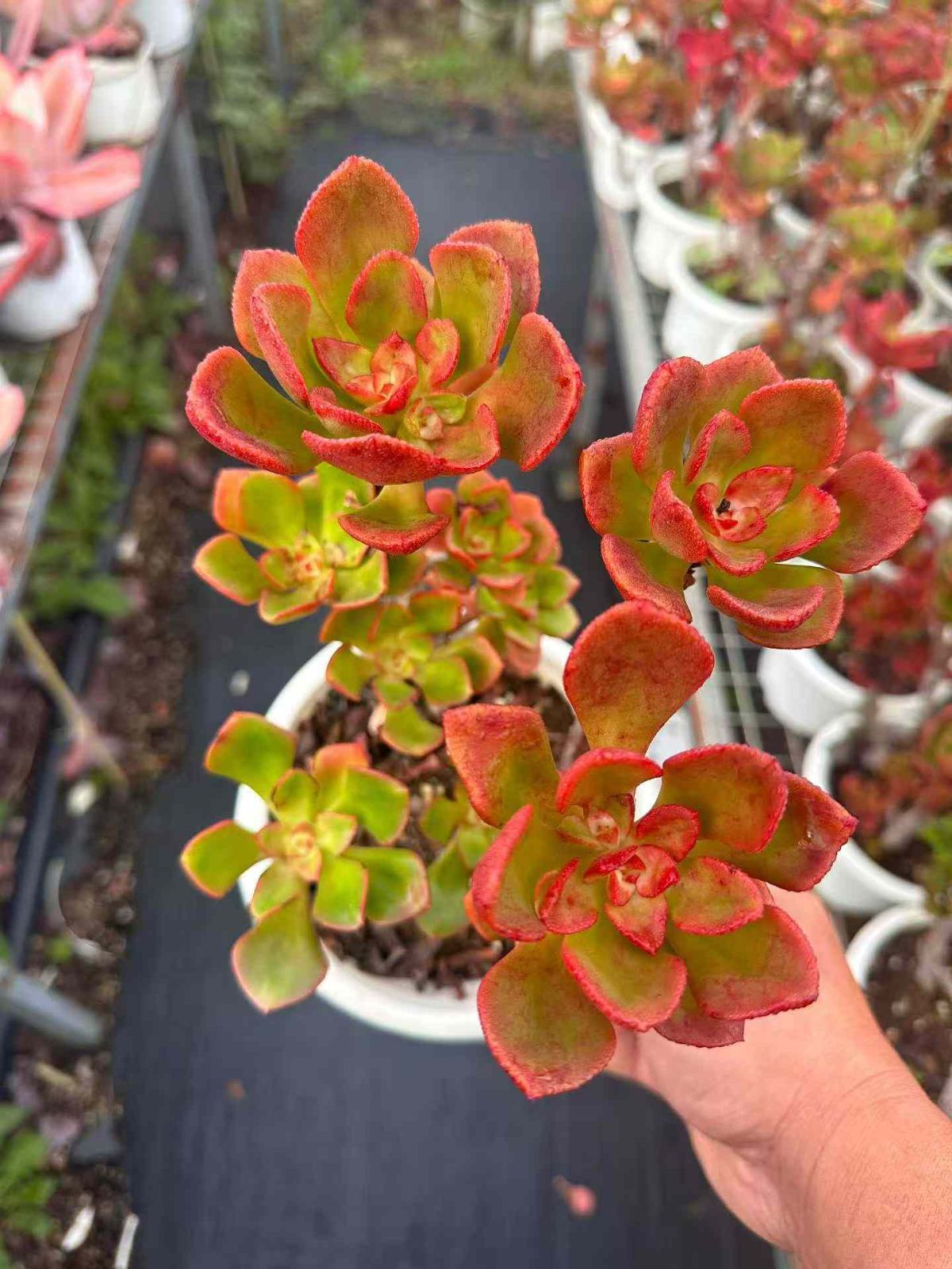 新規オープン記念 レッド舞 12株 多肉植物 抜き苗 エケベリア セダム アエオニウム 韓国苗 寄せ植え 詰め合わせ ZAN 30