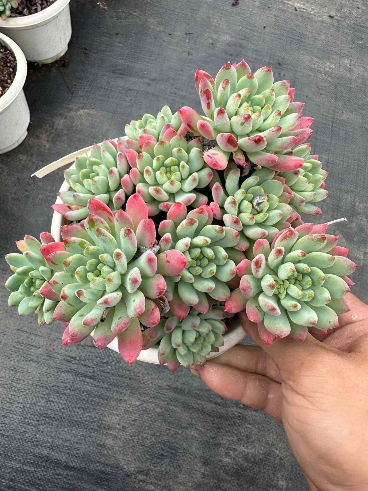 新規オープン記念 ブルーアップル 12株 多肉植物 抜き苗 エケベリア セダム アエオニウム 韓国苗 寄せ植え 詰め合わせ ZAN 10