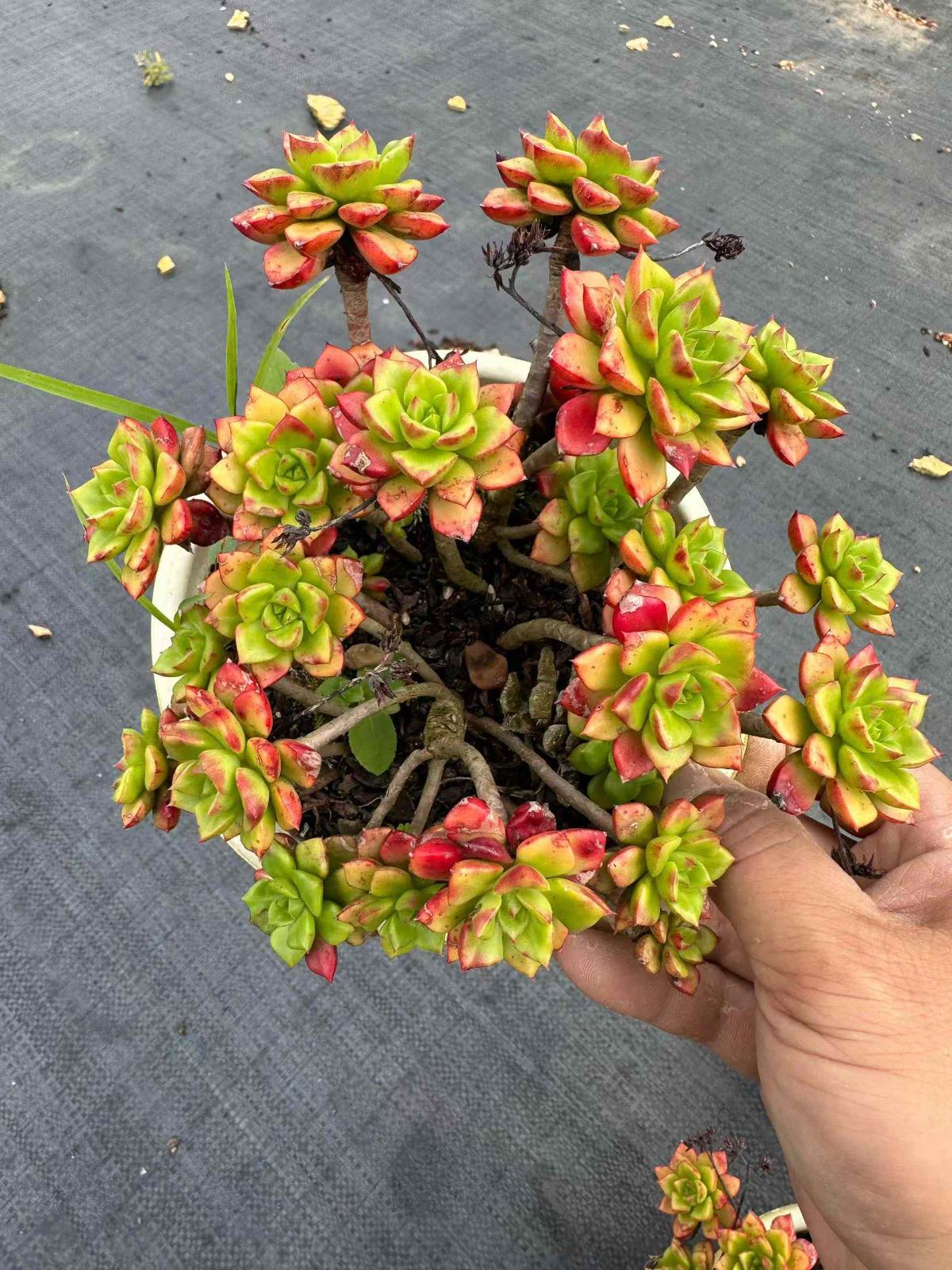 新規オープン記念 レティジア×12株 多肉植物 抜き苗 エケベリア セダム アエオニウム 韓国苗 寄せ植え 詰め合わせ ZAN 11