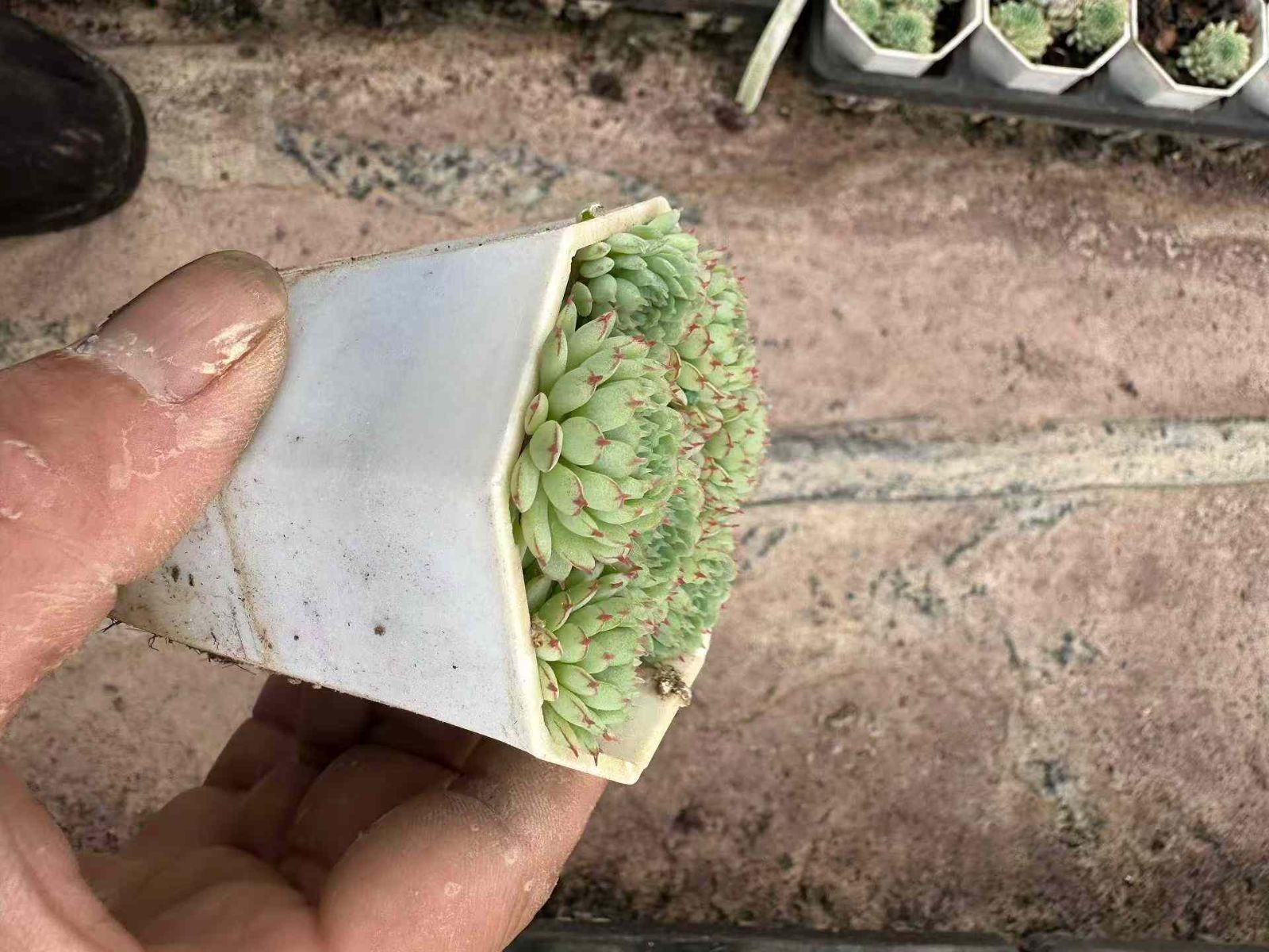 新規オープン記念 ヴィンセント カトー×50株 多肉植物 抜き苗 エケベリア セダム アエオニウム 韓国苗 寄せ植え 詰め合わせ ZAN 39