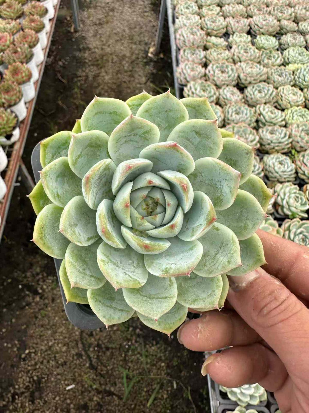 新規オープン記念 クリスタルバラ×24株 多肉植物 抜き苗 エケベリア