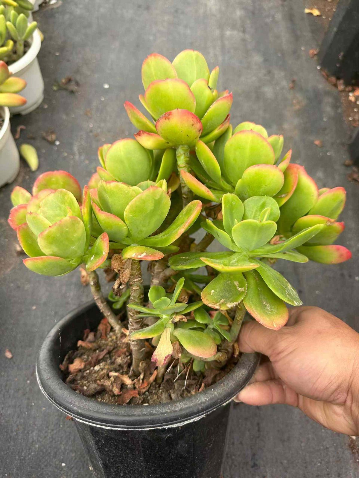 新規オープン記念 レッド舞 6株 多肉植物 抜き苗 エケベリア セダム アエオニウム 韓国苗 寄せ植え 詰め合わせ ZAN 37