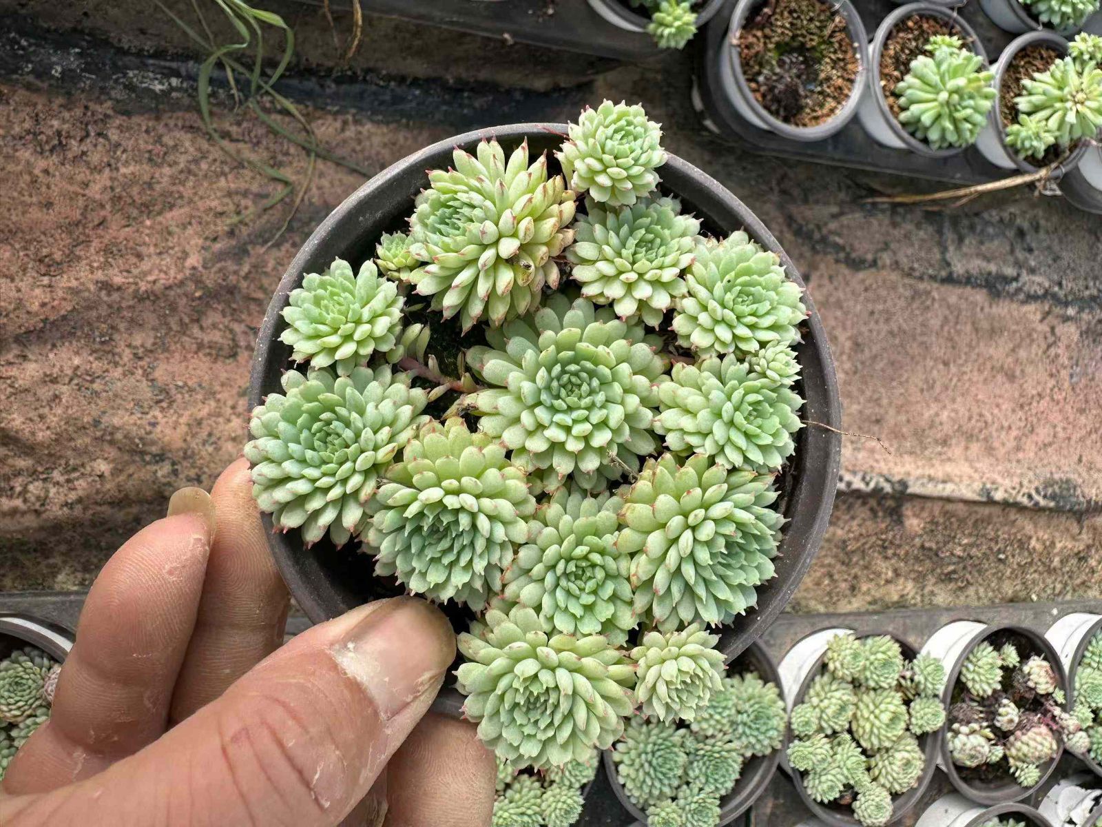 新規オープン記念 ヴィンセント カトー×24株 多肉植物 抜き苗 エケベリア セダム アエオニウム 韓国苗 寄せ植え 詰め合わせ ZAN 16