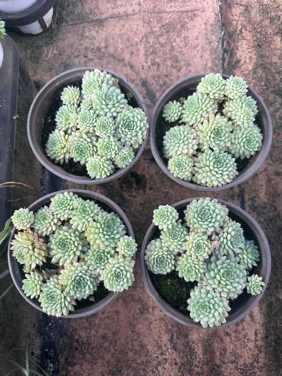 新規オープン記念 ヴィンセント カトー 24株 多肉植物 抜き苗 エケベリア セダム アエオニウム 韓国苗 寄せ植え 詰め合わせ ZAN 16 その他多肉植物 観葉植物 フラワー ガーデニング