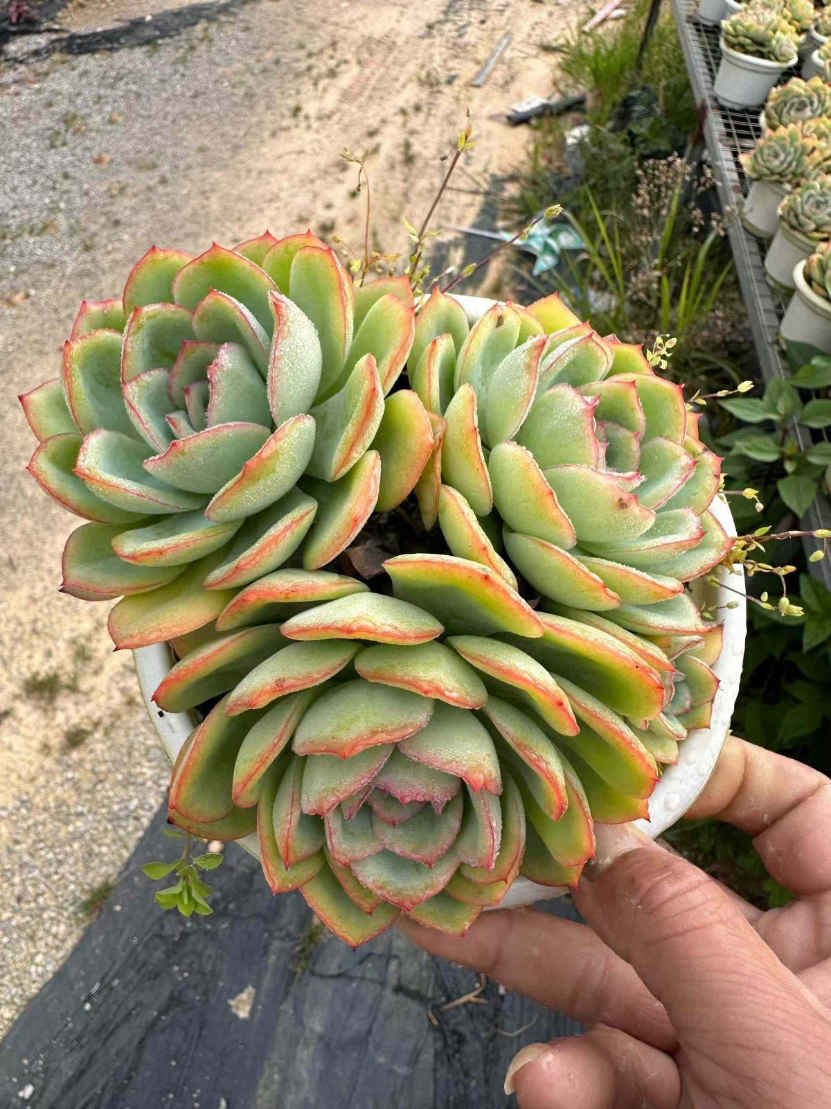 新規オープン記念 朝露 あさつゆ ×12株 多肉植物 抜き苗 エケベリア セダム アエオニウム 韓国苗 寄せ植え 詰め合わせ ZAN 32