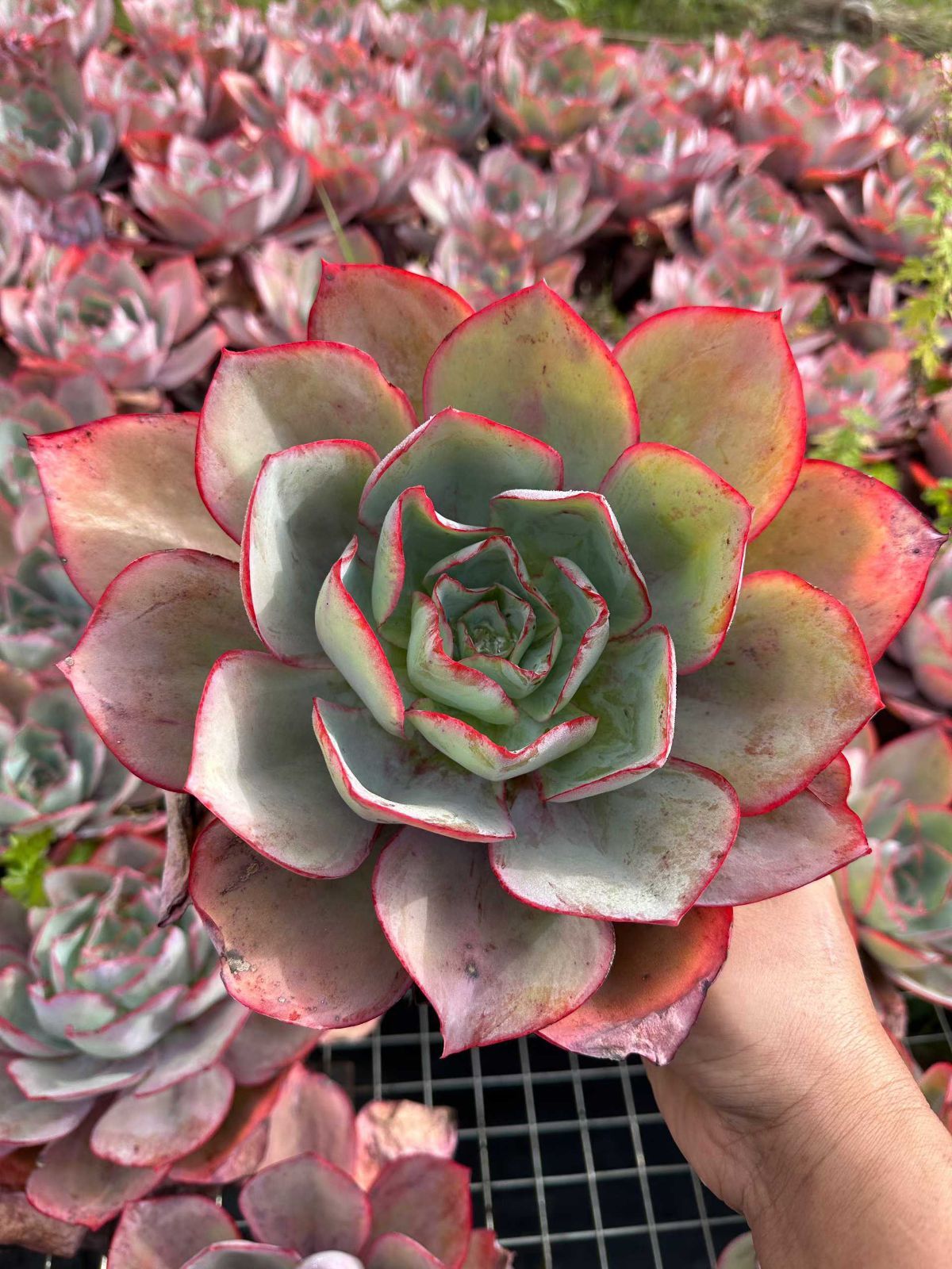 新規オープン記念 スノージェニー×35株 多肉植物 最も安い 抜き苗