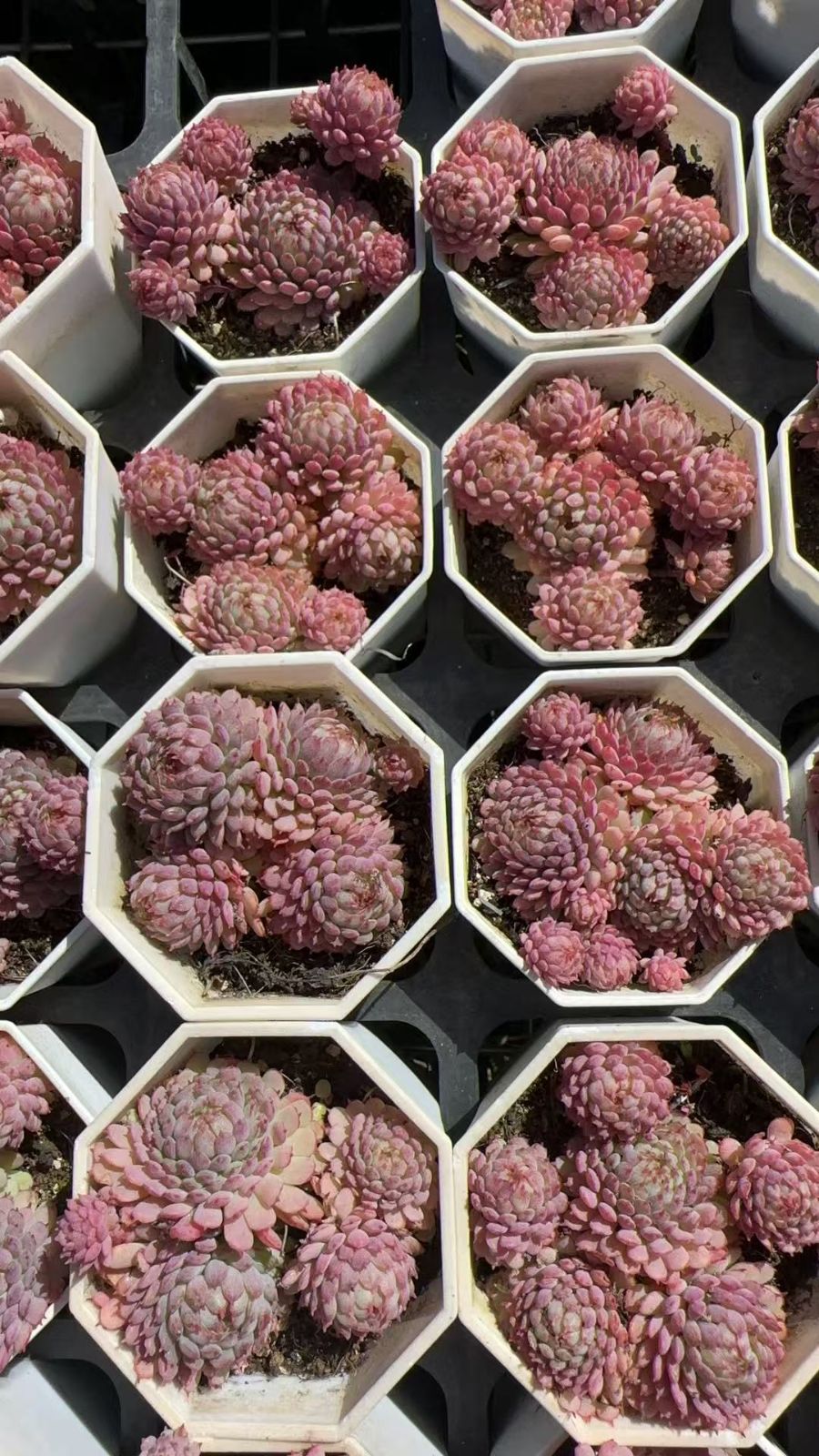 新規オープン記念 ヴィンセント カトー 50株 多肉植物 抜き苗 エケベリア セダム アエオニウム 韓国苗 寄せ植え 詰め合わせ ZAN 52