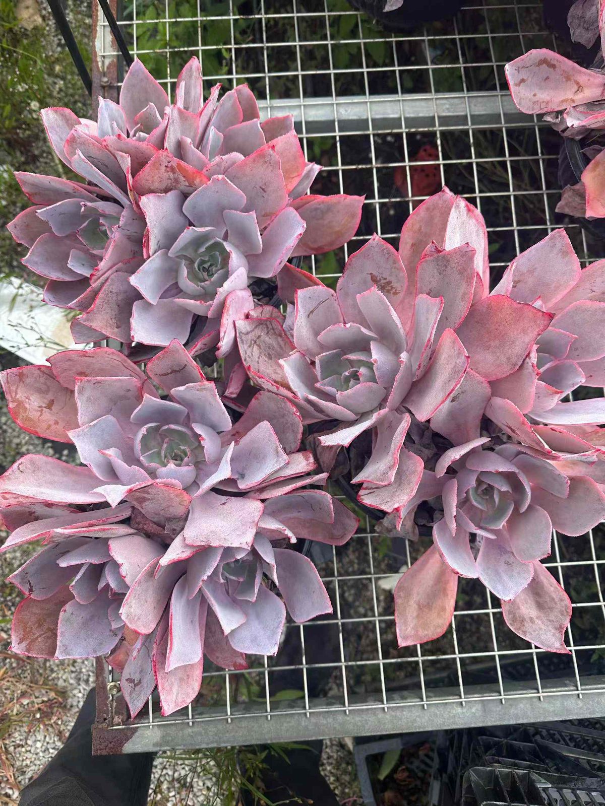 新規オープン記念 アフターグロー 6株 多肉植物 抜き苗 エケベリア セダム アエオニウム 韓国苗 寄せ植え 詰め合わせ ZAN 40