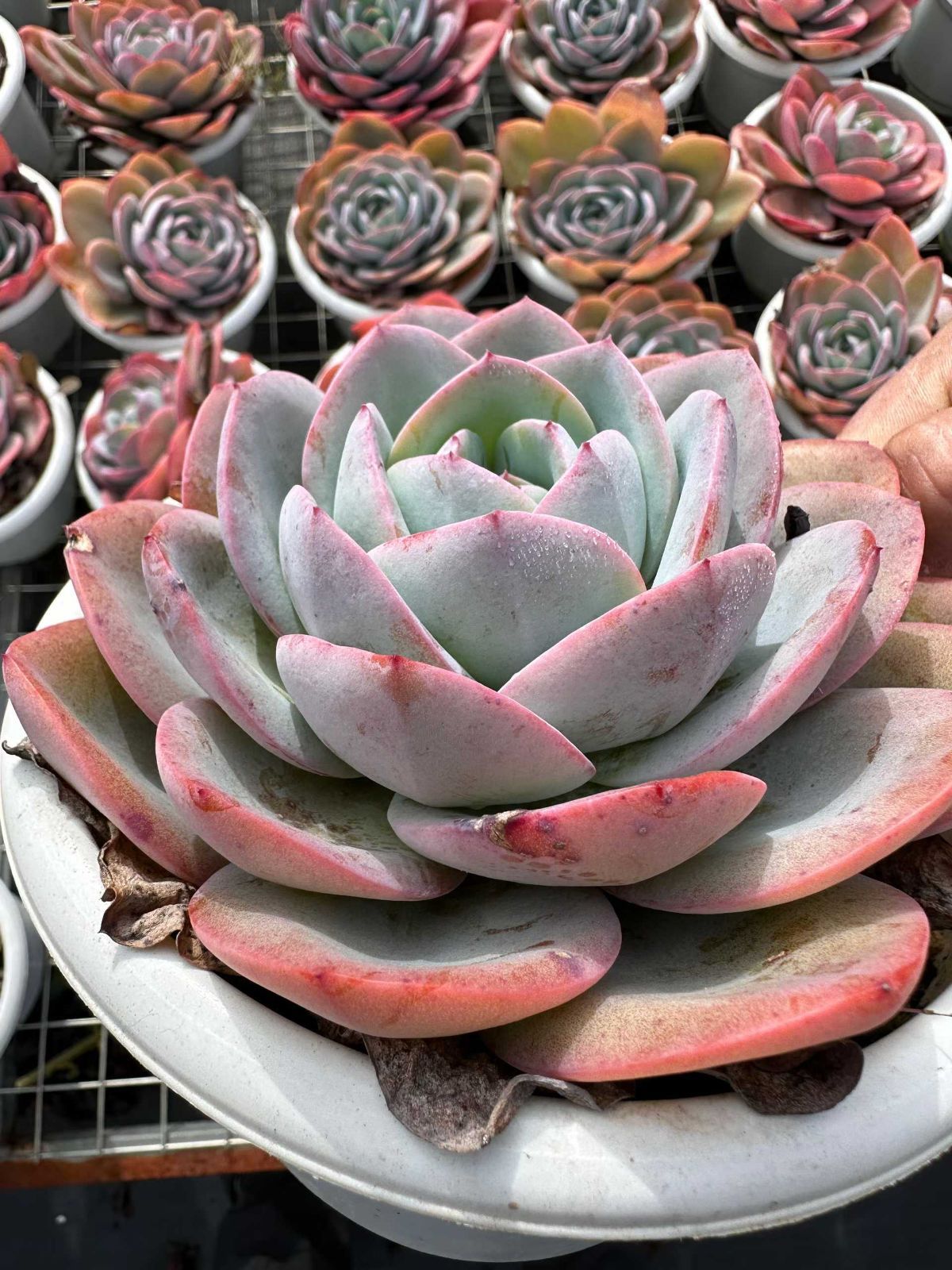 Top【選抜株】多肉植物　22734アエオニウム　マバハ 36個　鉢無し/脱土 新規オープン記念 最新 アオフェース×50株 多肉植物 抜き苗 エケベリア