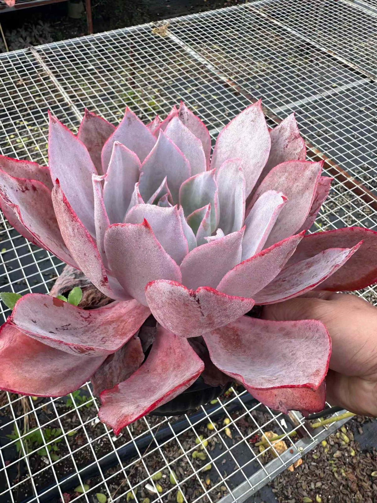新規オープン記念 アフターグロー×6株 多肉植物 抜き苗 エケベリア