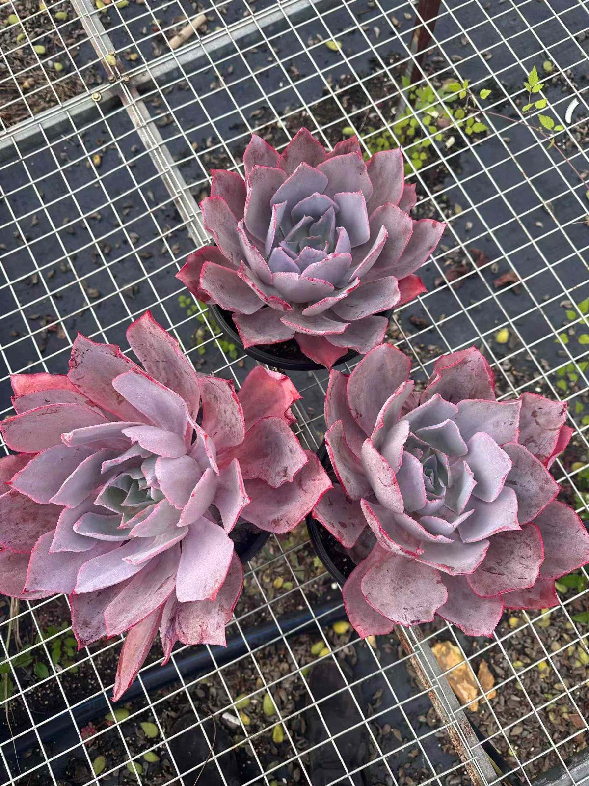 新規オープン記念 アフターグロー×6株 多肉植物 抜き苗 エケベリア