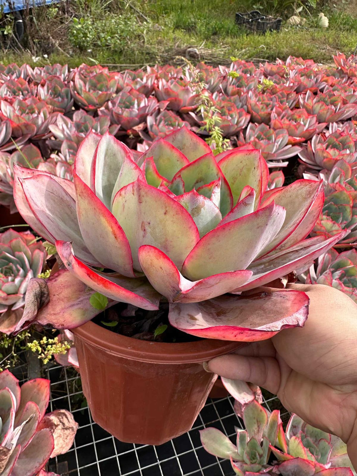 新規オープン記念 スノージェニー×35株 多肉植物 最も安い 抜き苗