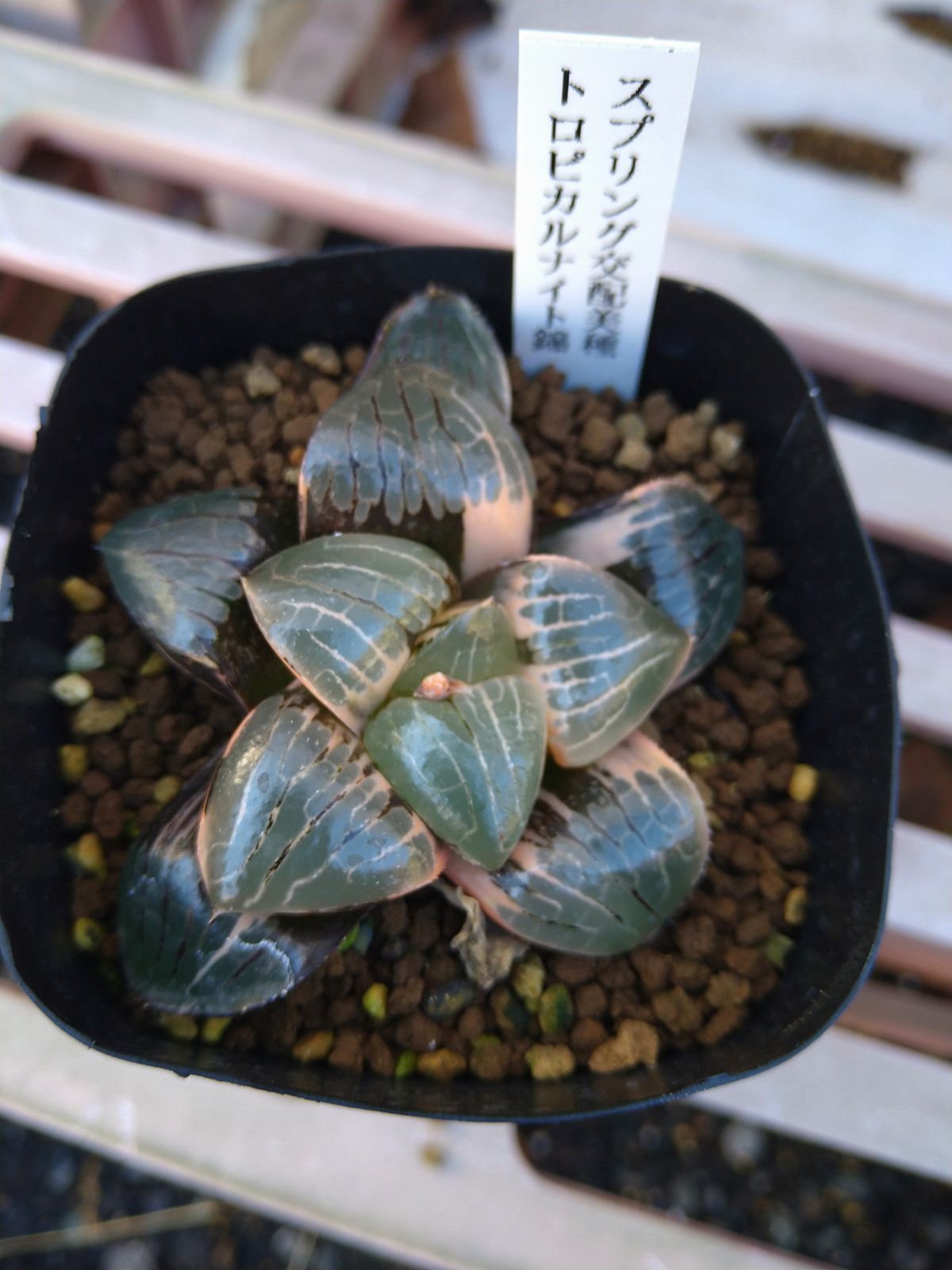 トロピカルナイト錦 ブルコン般若 ハオルチア 多肉植物