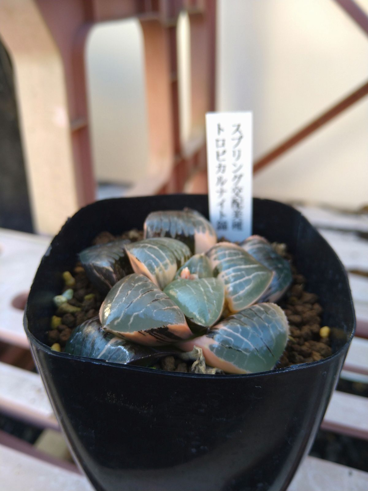 トロピカルナイト錦、ブルコン般若 ハオルチア 多肉植物 【公式通販】
