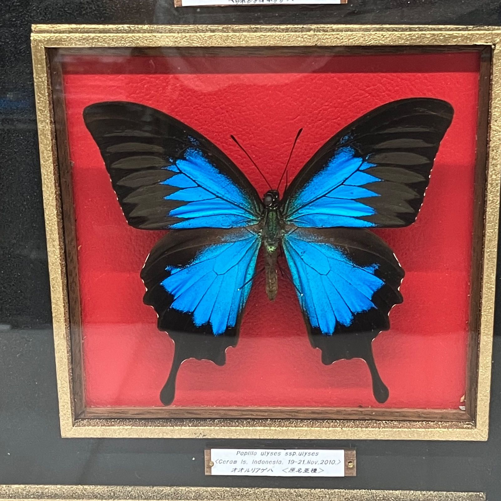 Y33☆昆虫標本/蝶の標本 アゲハ/約14頭/ケース入/収集/飾り