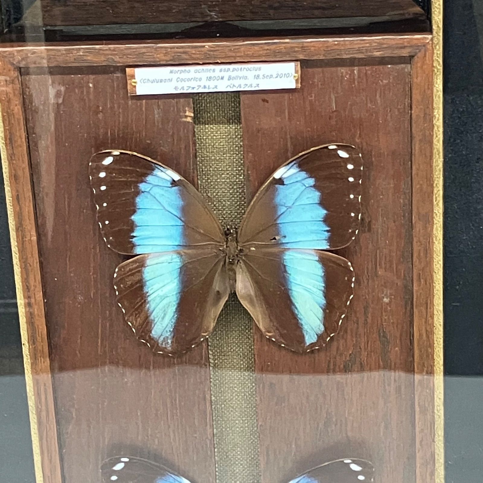 Y33☆昆虫標本/蝶の標本 アゲハ/約14頭/ケース入/収集/飾り