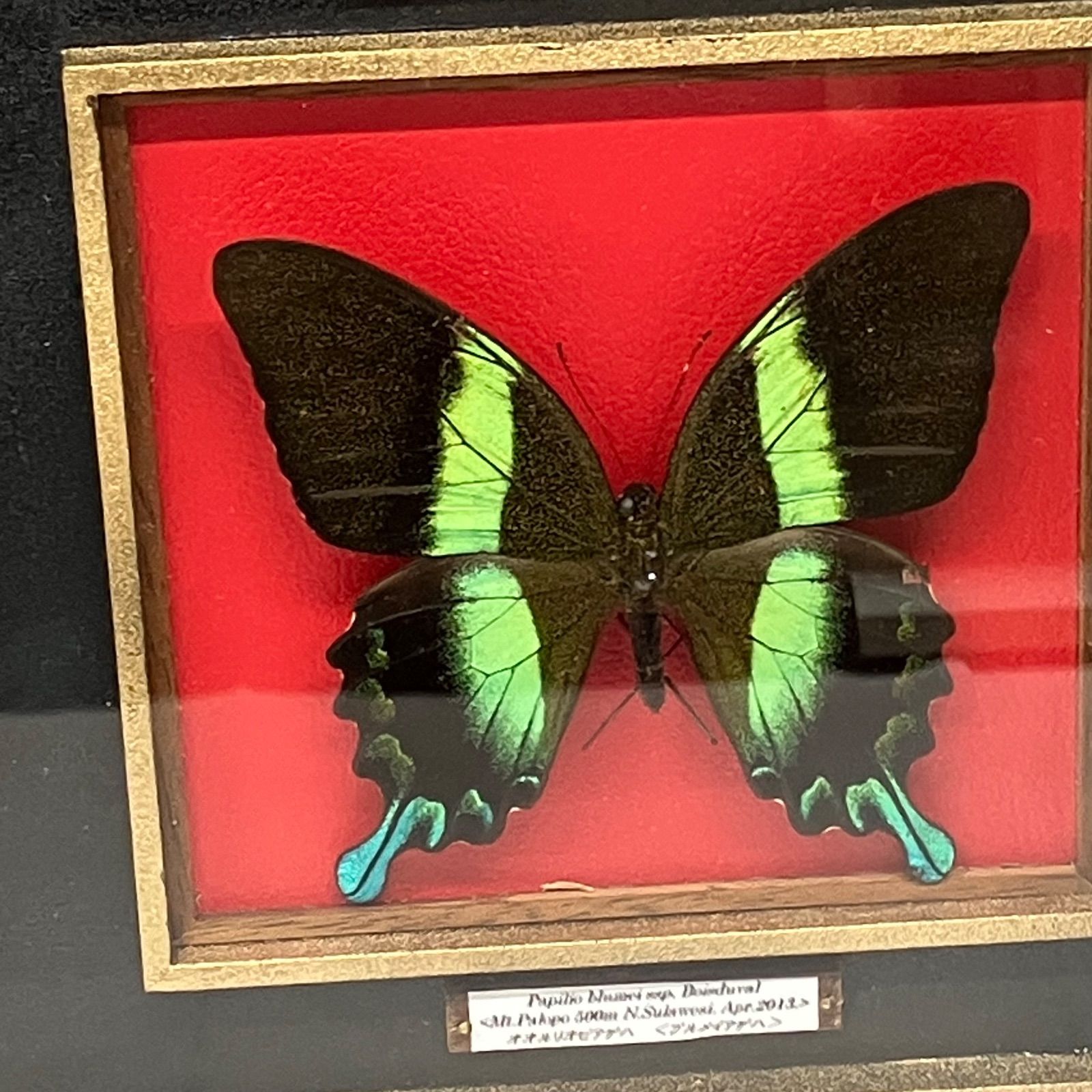 Y33☆昆虫標本/蝶の標本 アゲハ/約14頭/ケース入/収集/飾り