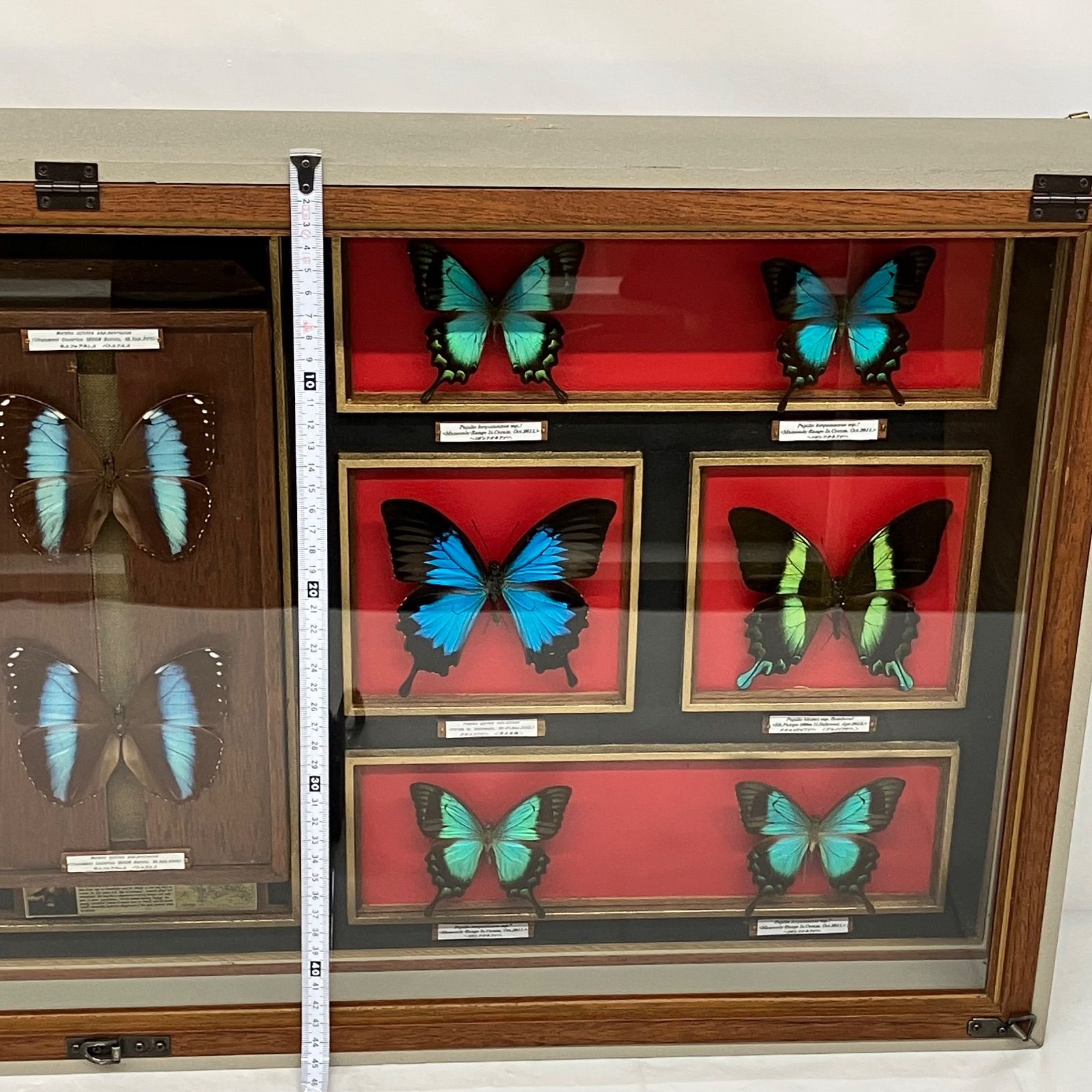 Y33☆昆虫標本/蝶の標本 アゲハ/約14頭/ケース入/収集/飾り