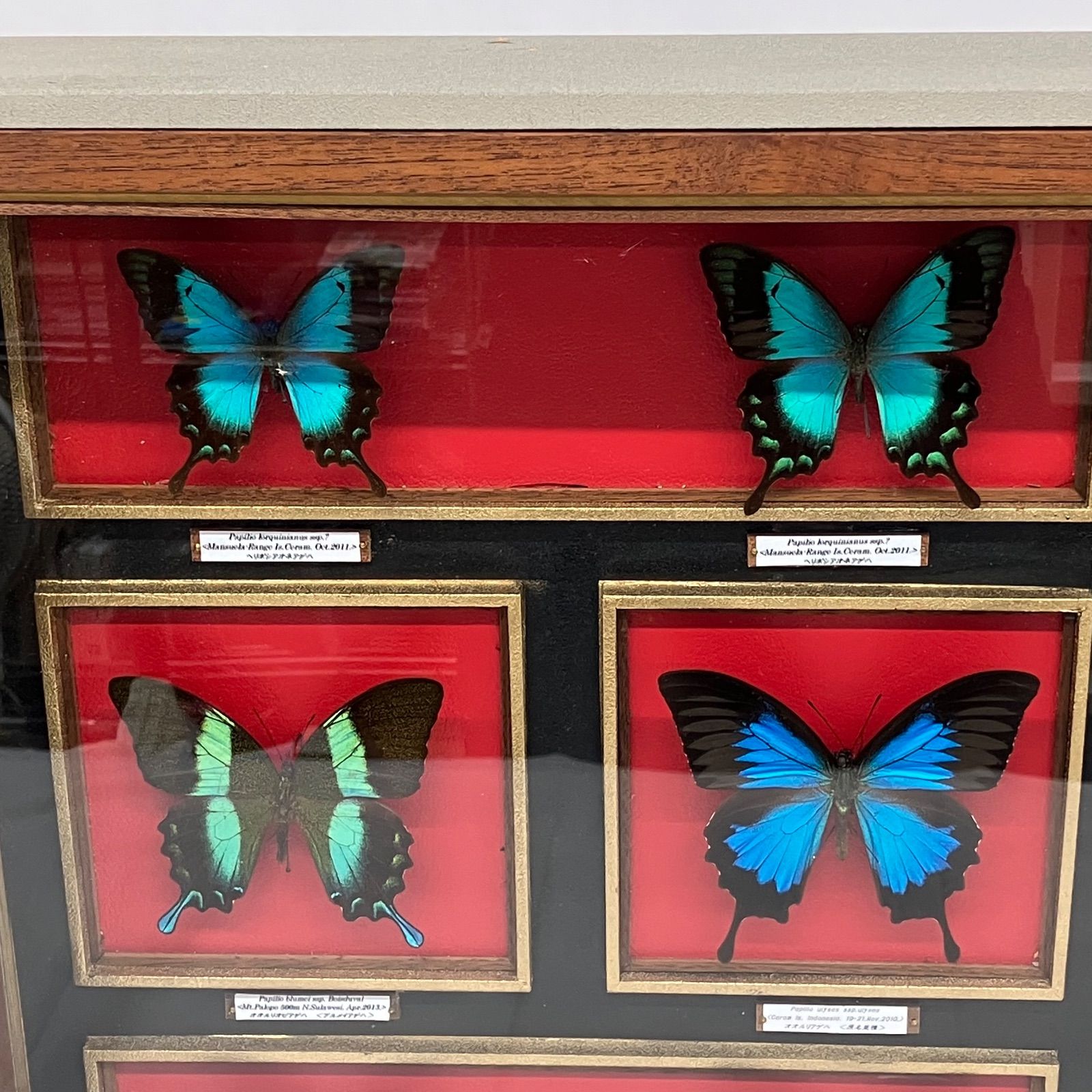 Y33☆昆虫標本/蝶の標本 アゲハ/約14頭/ケース入/収集/飾り