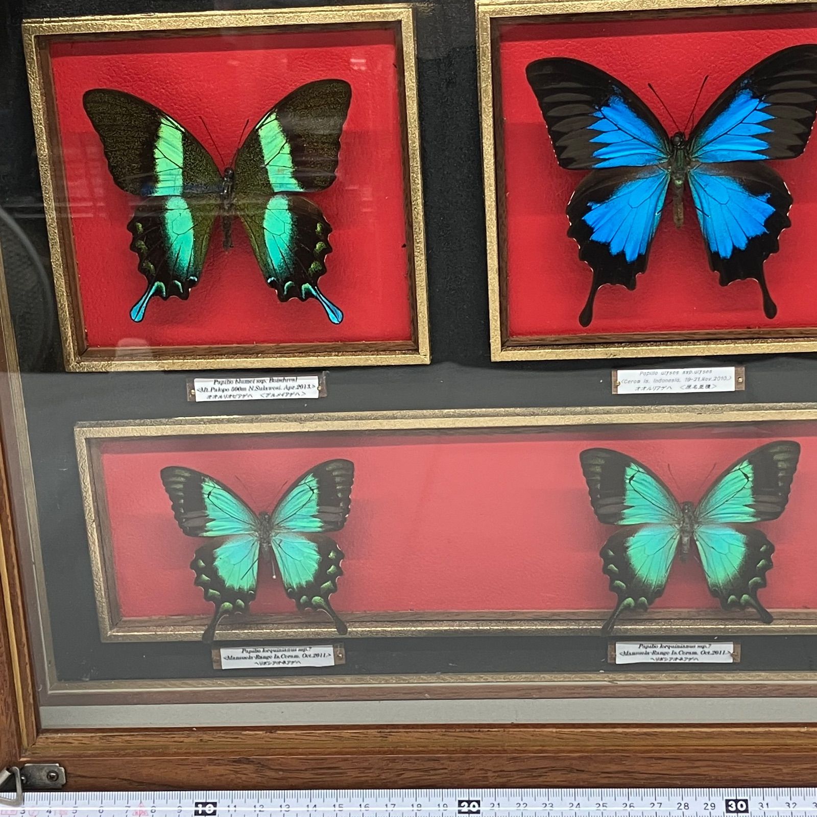 Y33☆昆虫標本/蝶の標本 アゲハ/約14頭/ケース入/収集/飾り