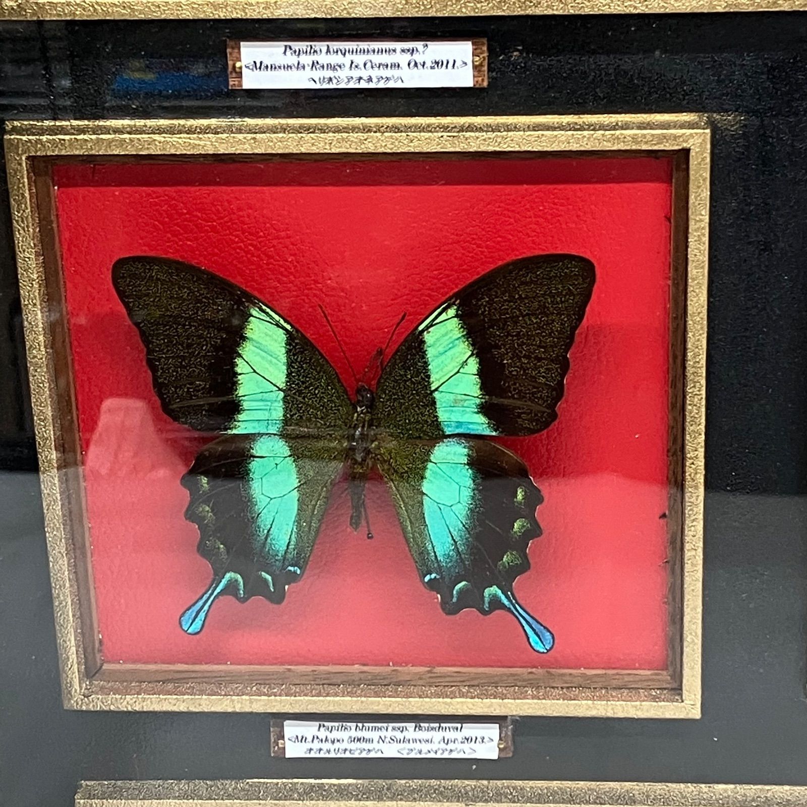 Y33☆昆虫標本/蝶の標本 アゲハ/約14頭/ケース入/収集/飾り
