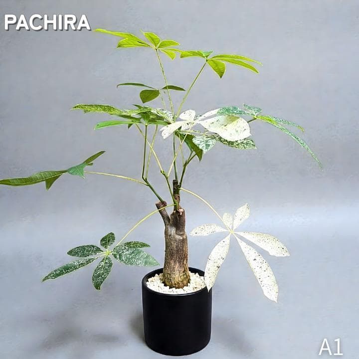 パキラ｜ミルキーウェイ × ムーンライト｜四箇所接木｜無機質用土 ｜A1