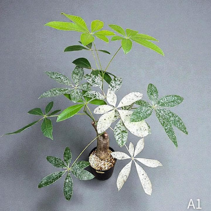 パキラ｜ミルキーウェイ × ムーンライト｜四箇所接木｜無機質用土 ｜A1