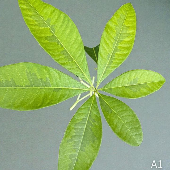 パキラ｜ミルキーウェイ × ムーンライト｜四箇所接木｜無機質用土 ｜A1