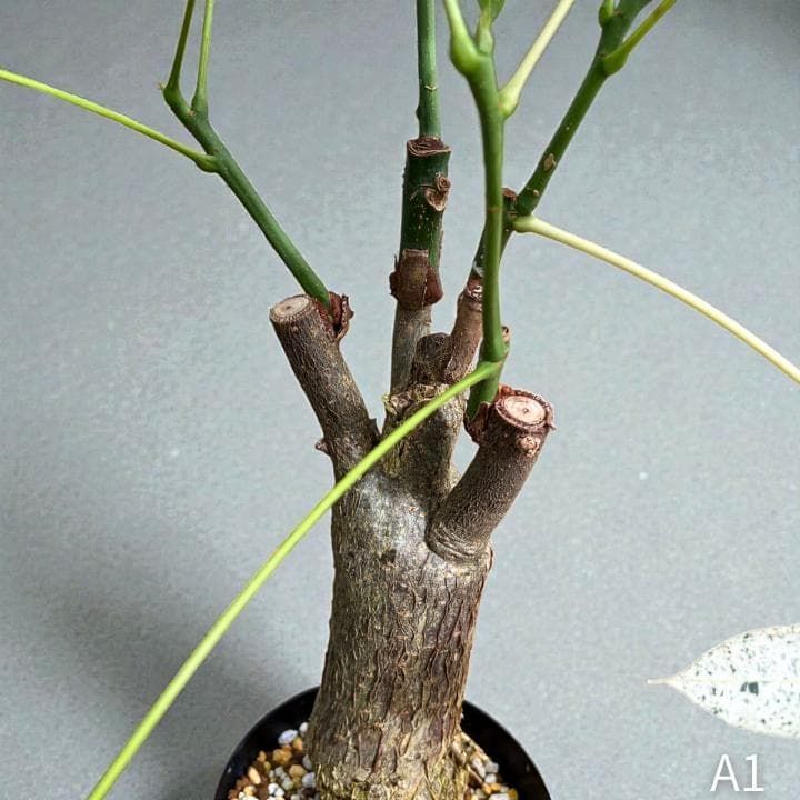 パキラ｜ミルキーウェイ × ムーンライト｜四箇所接木｜無機質用土 ｜A1