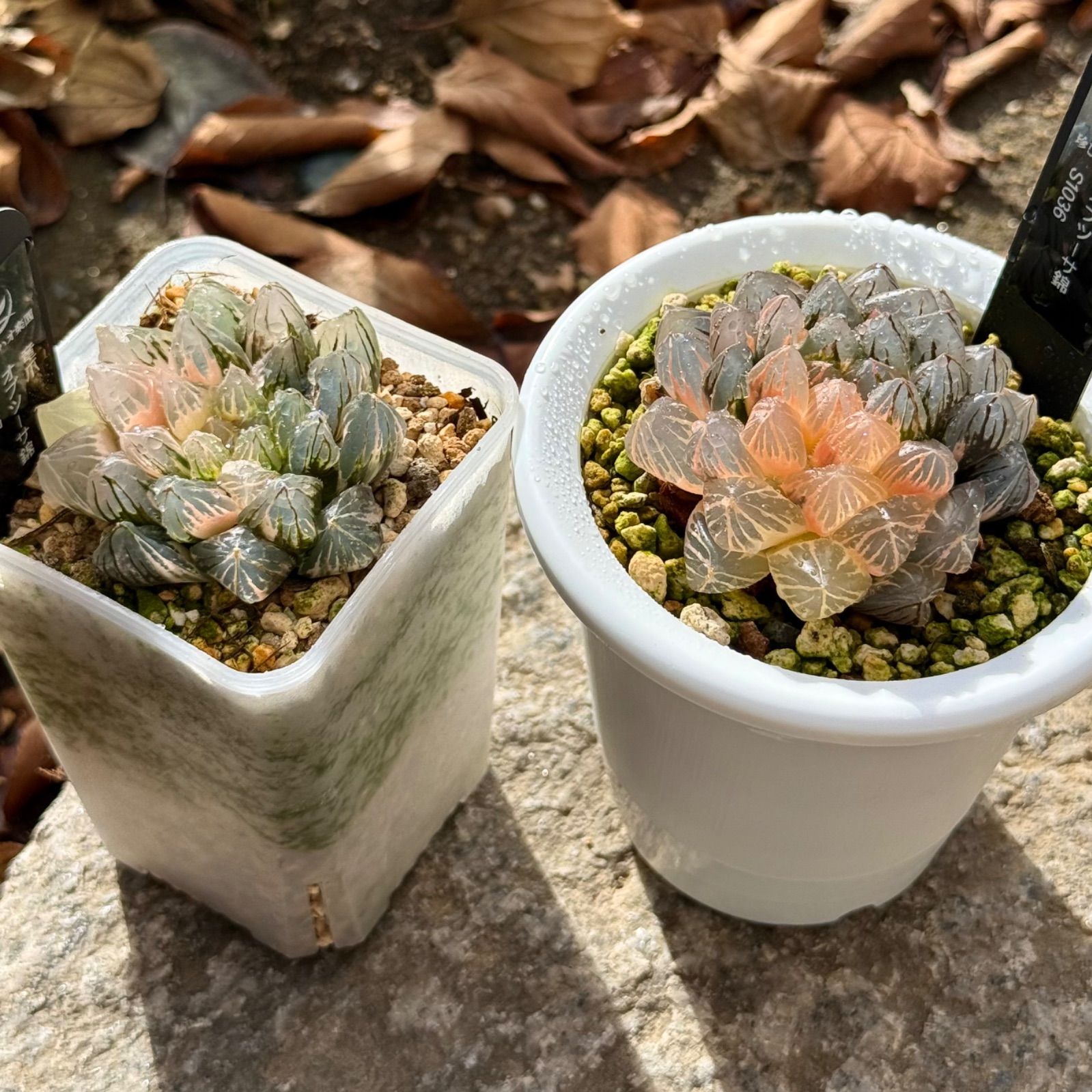 紫王オブツーサ錦S 1036 竜爪オブツーサ錦S 1037