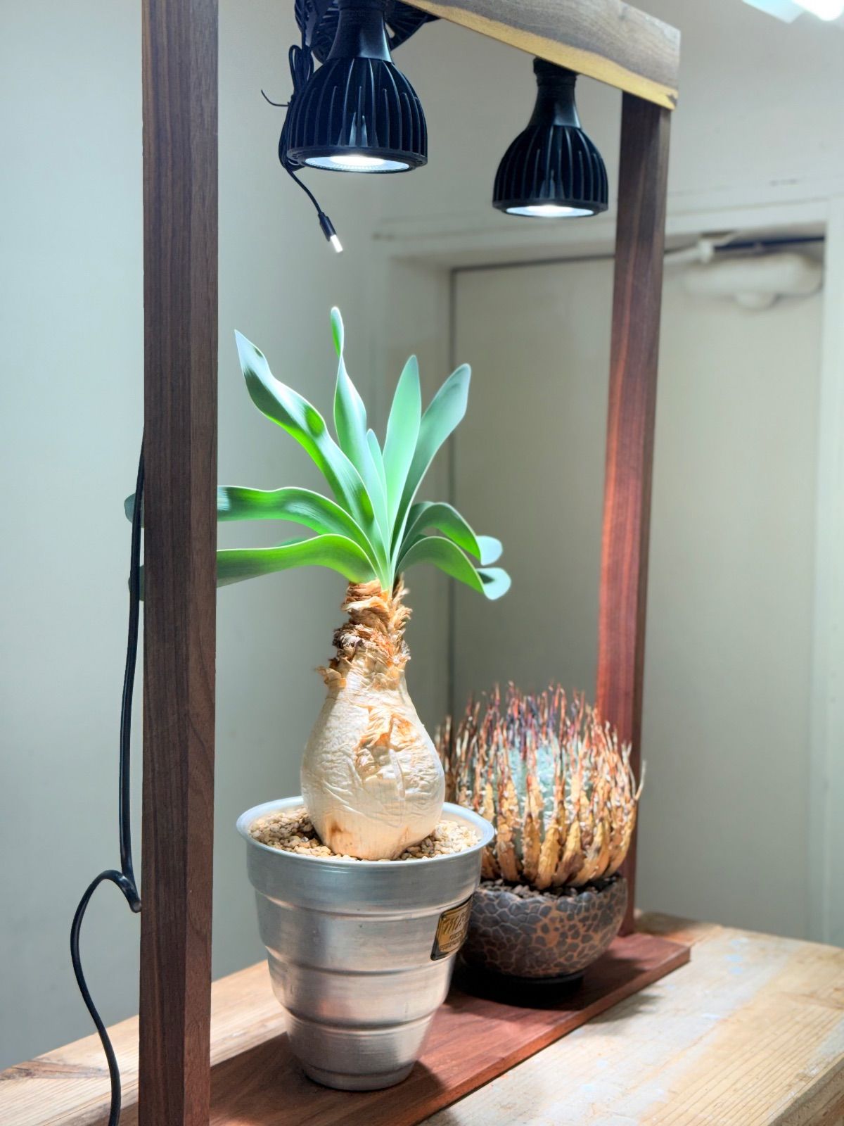 二株用 ウォルナット製 プランタースタンド